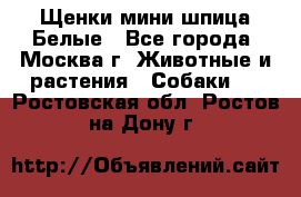 Щенки мини шпица Белые - Все города, Москва г. Животные и растения » Собаки   . Ростовская обл.,Ростов-на-Дону г.